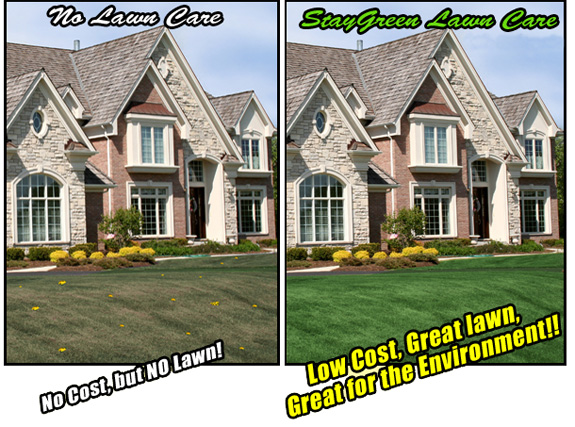 Lawn Before After